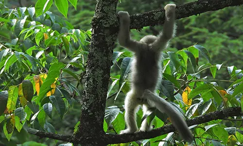 Shangri-La Monkey Trip Eco Tour Yunnan - Wildlife and Natur